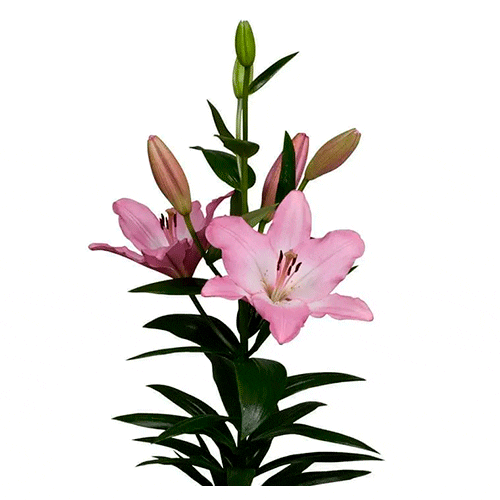 Rosa claro