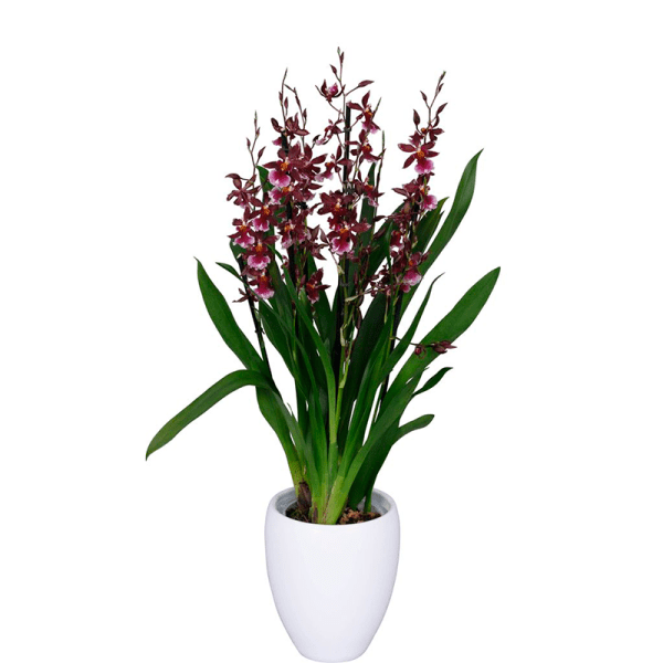 Bicolor