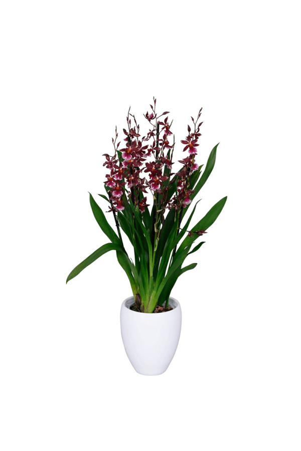 Bicolor