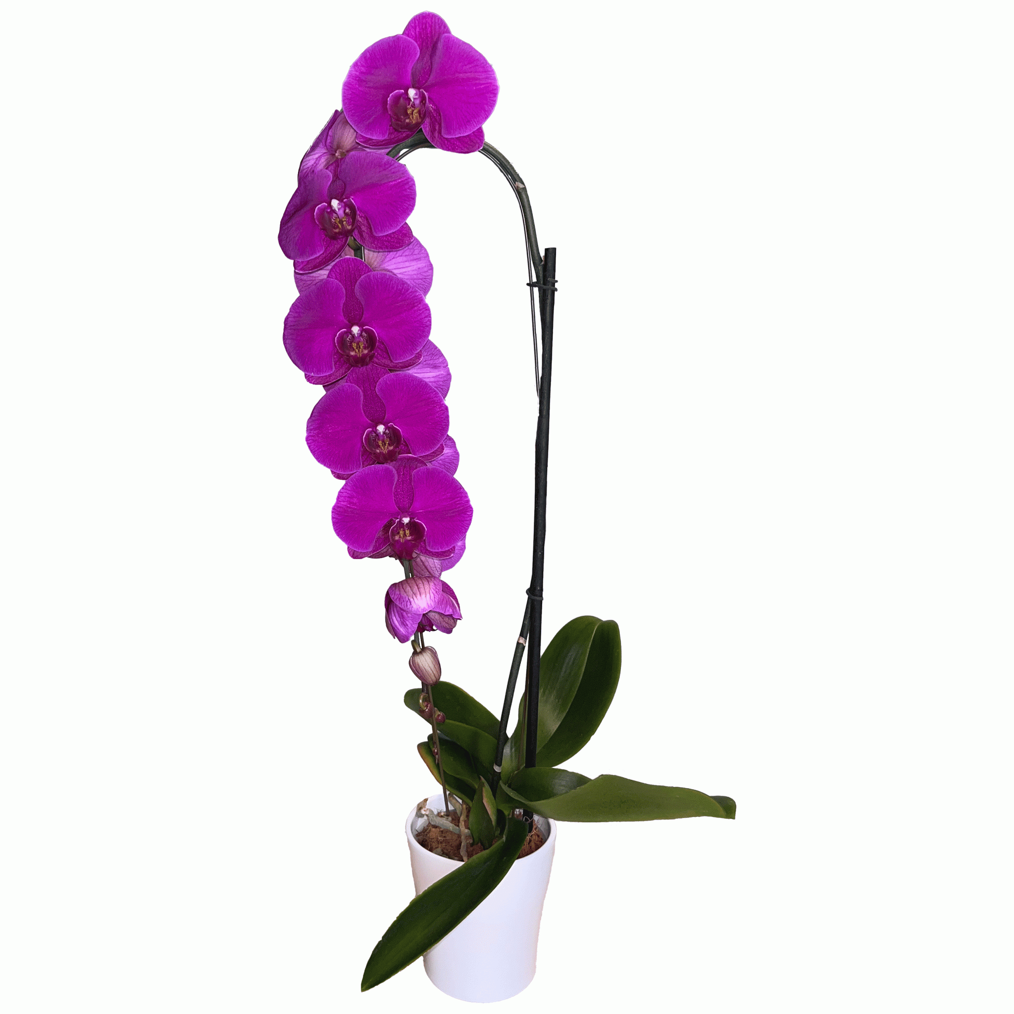 Morada – Flores de Chiltepec
