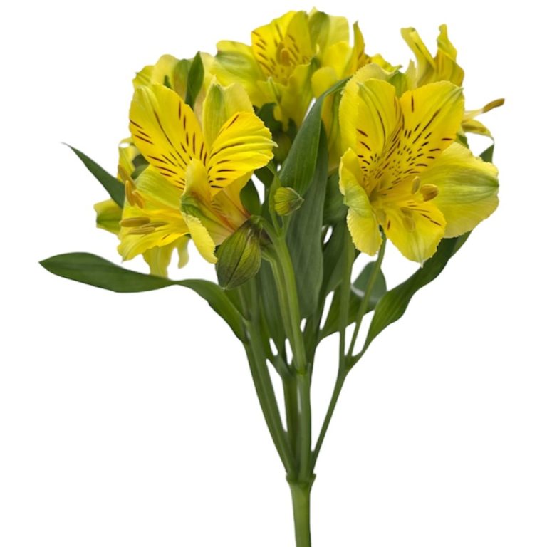Gold – Flores de Chiltepec