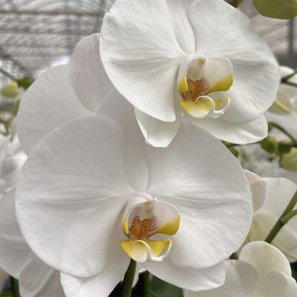 Phalaenopsis Cascada