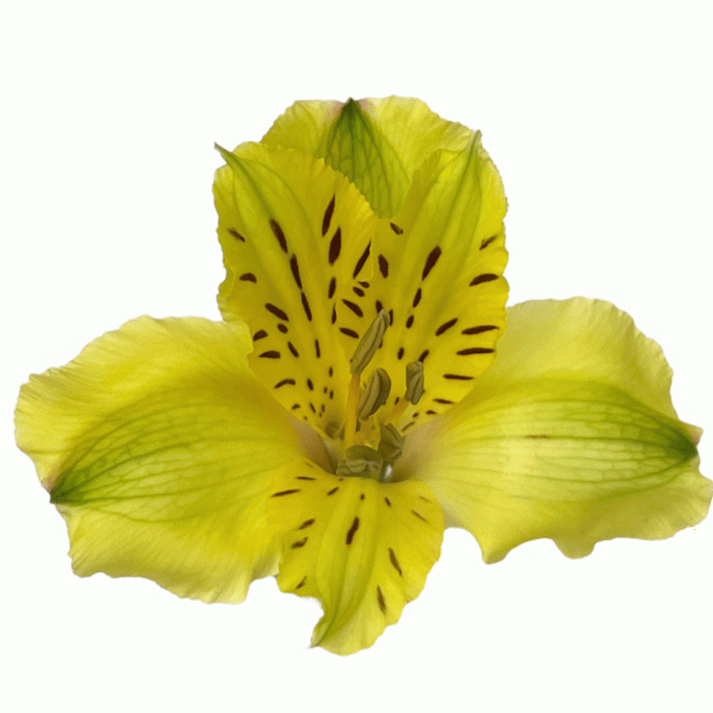 Lemon – Flores de Chiltepec