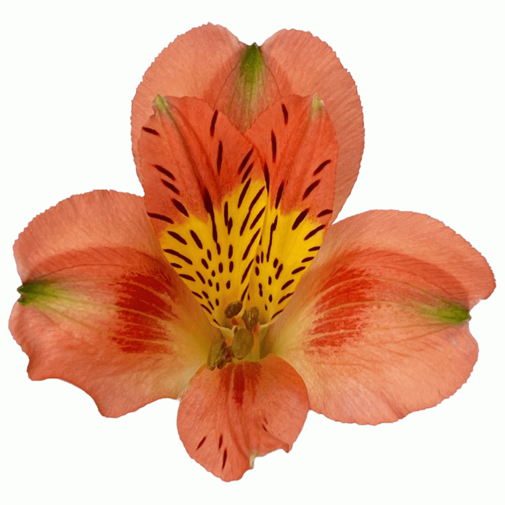 Party – Flores de Chiltepec