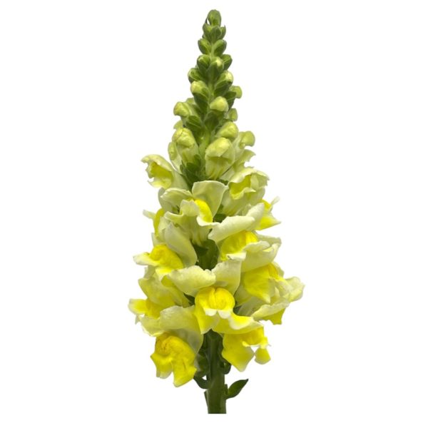Snapdragon amarillo