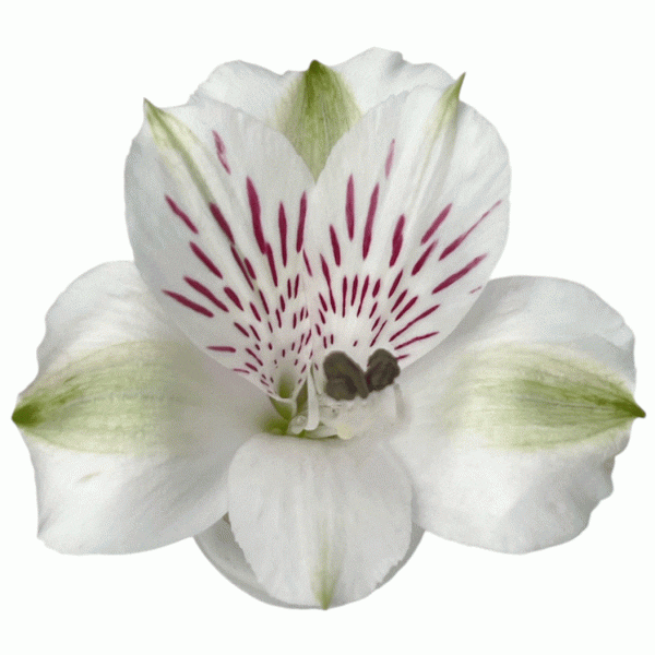 Virginia