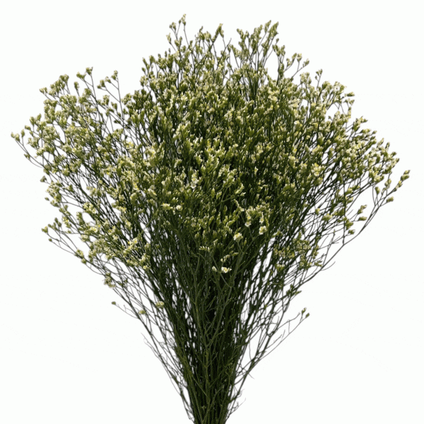 Limonium blanco