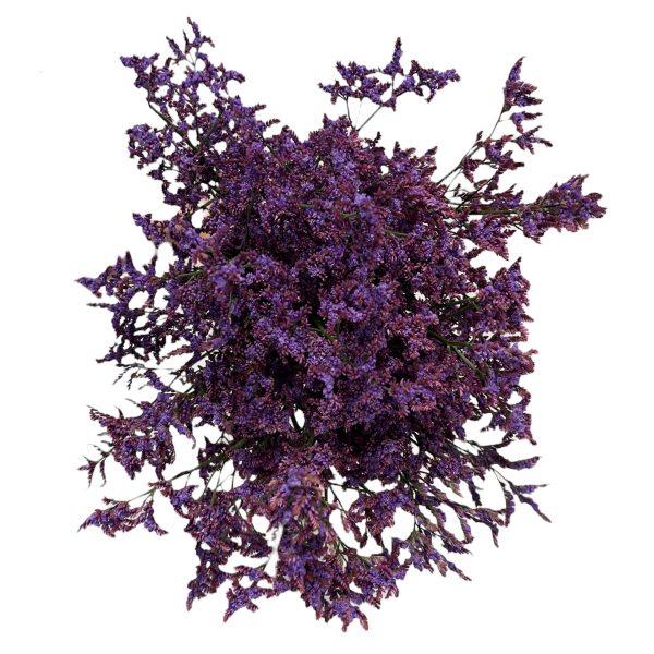Limonium morado