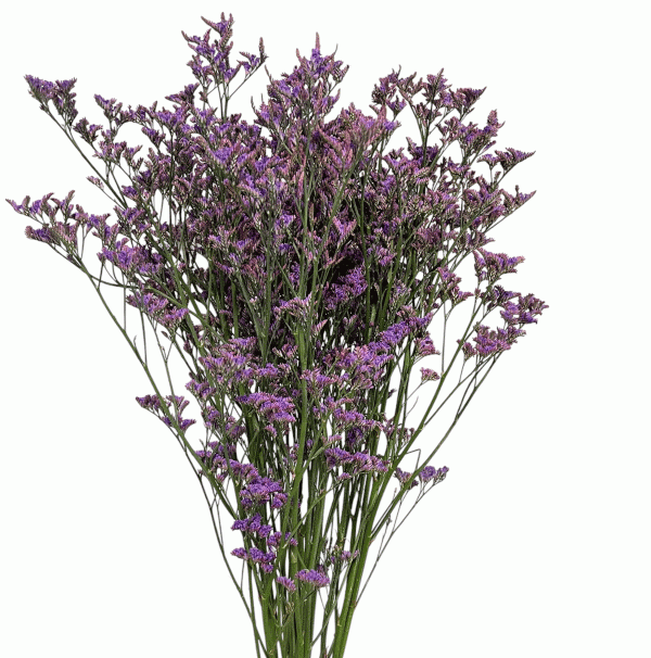 Limonium morado