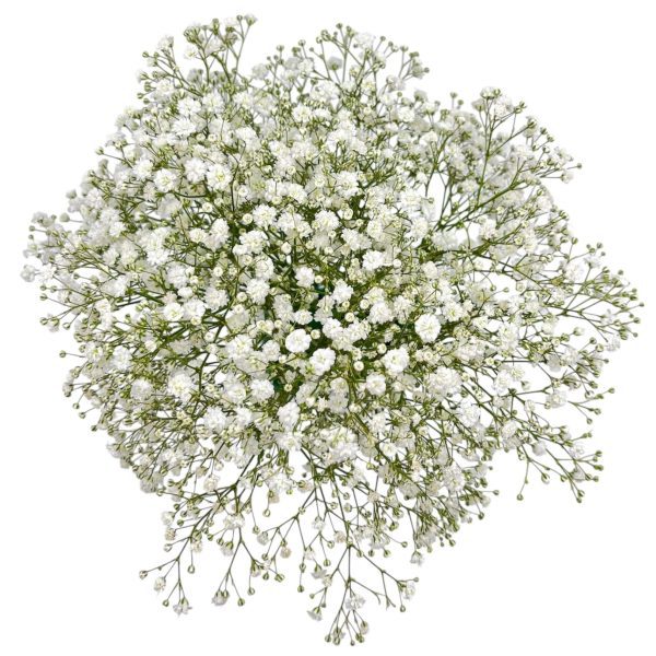 Gypsophilia