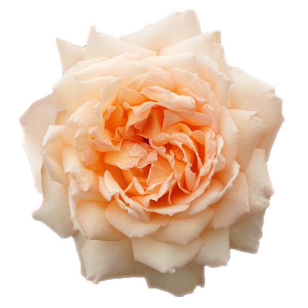 PRINCESS ® Holly's Hope