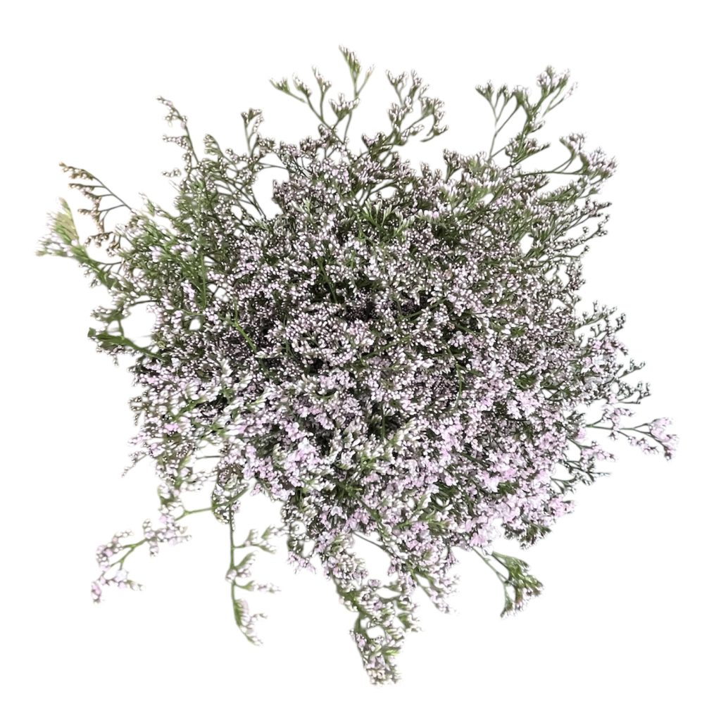 Limonium rosa – Flores de Chiltepec