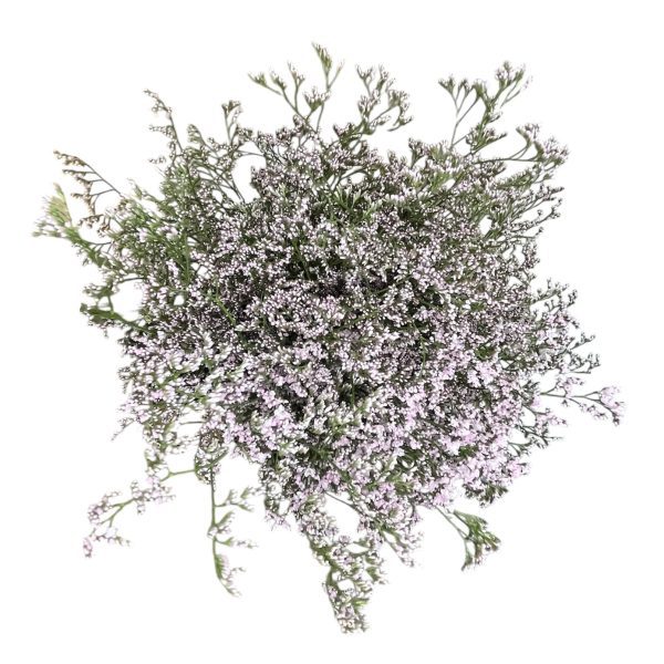 Limonium rosa