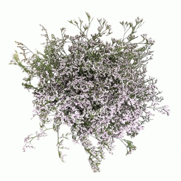 Limonium rosa
