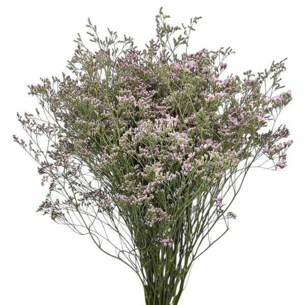 Limonium rosa