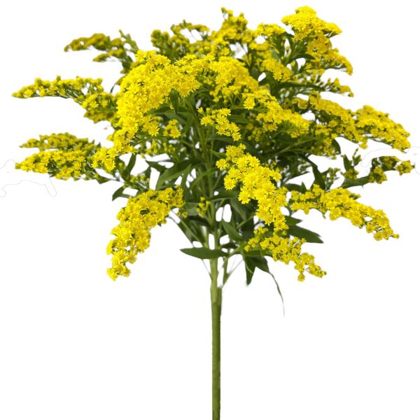 Solidago