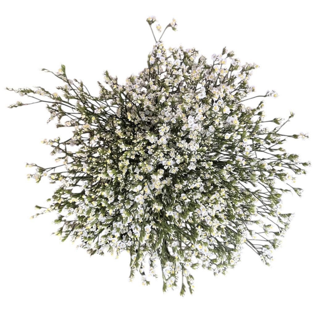 Limonium blanco – Flores de Chiltepec
