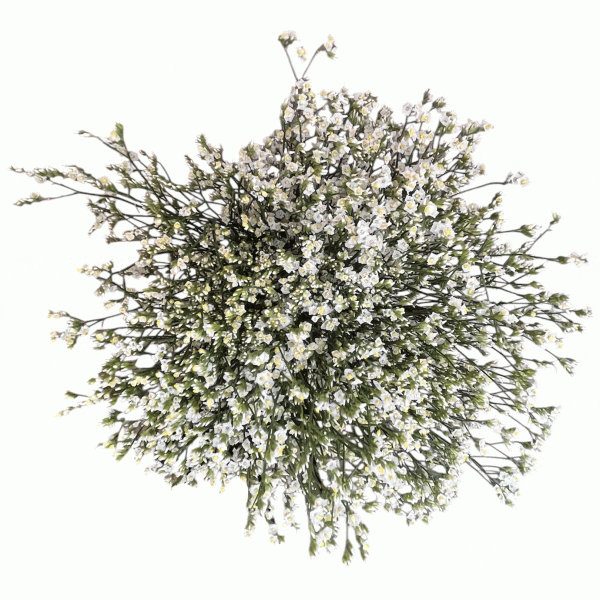 Limonium blanco