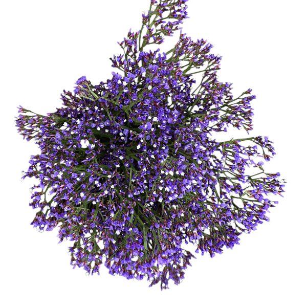 Limonium morado