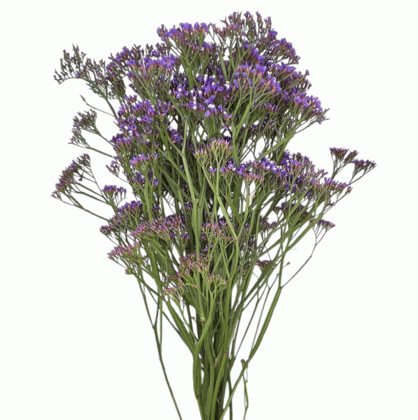 Limonium morado