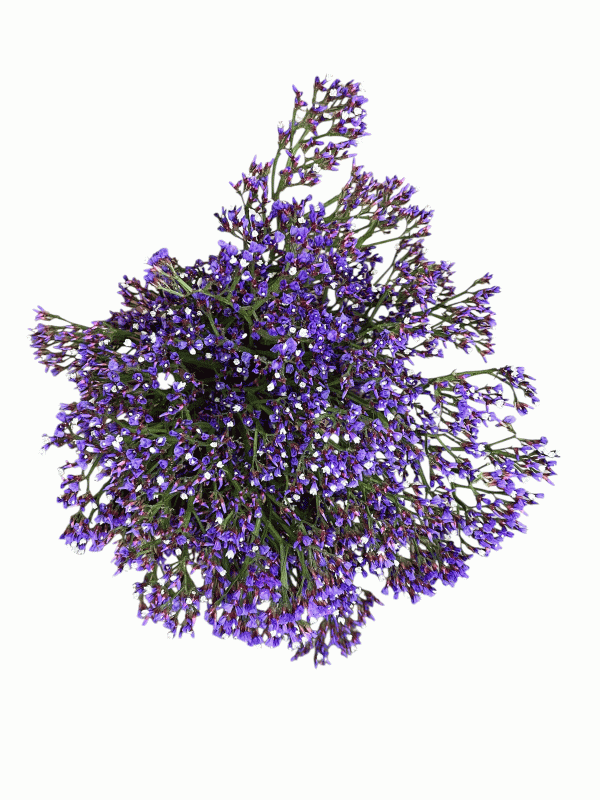Limonium morado