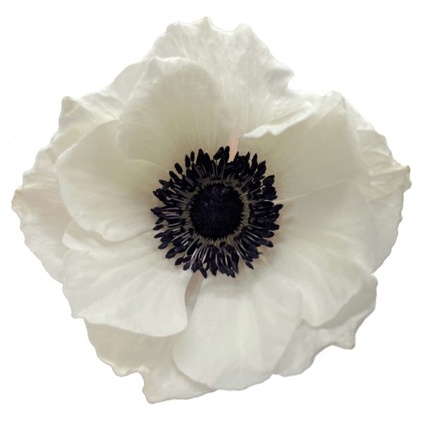 Blanca