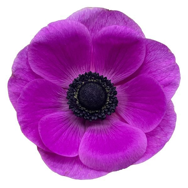 Fucsia