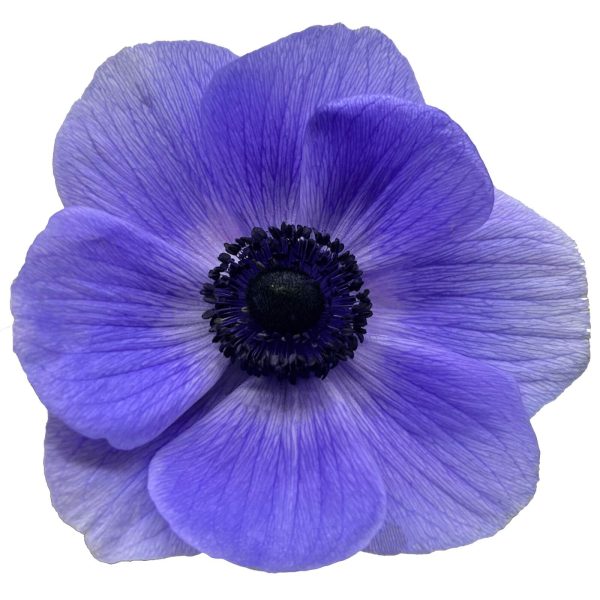 Morada