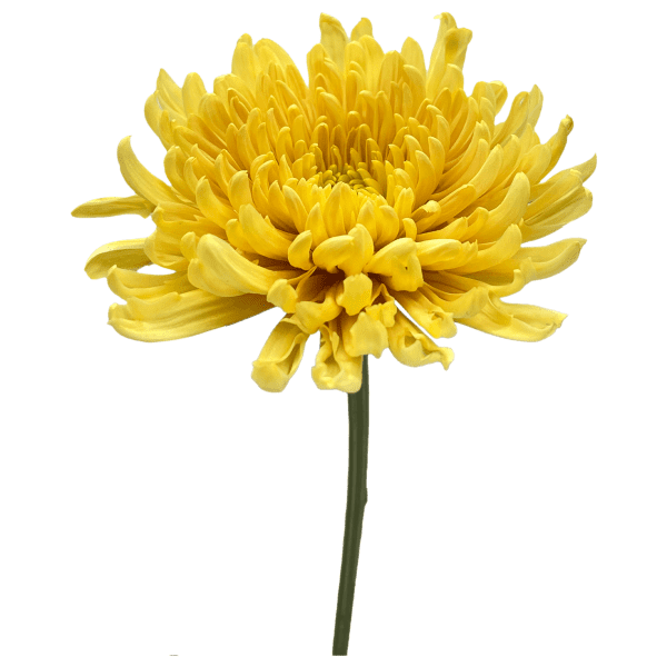 Amarillo