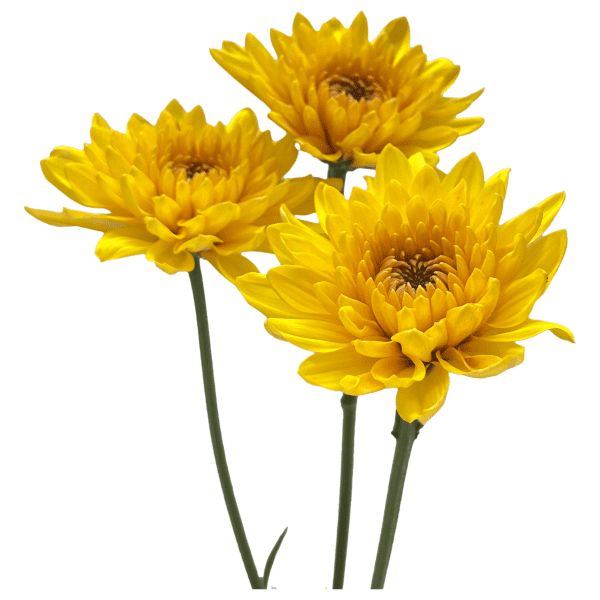 Amarillo