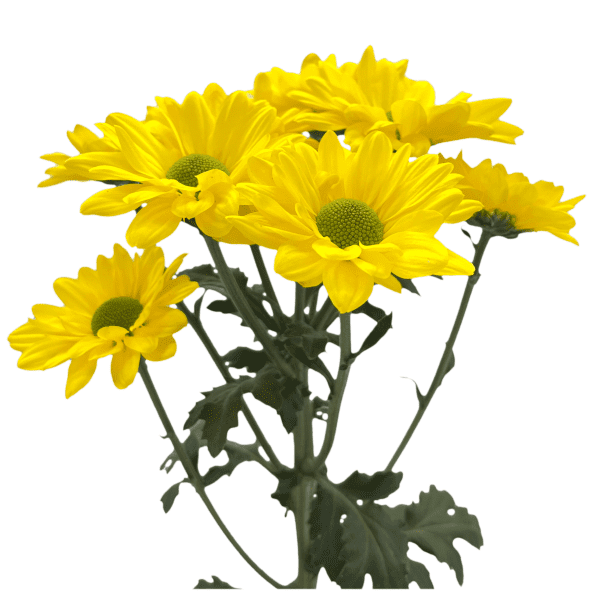 Amarillo