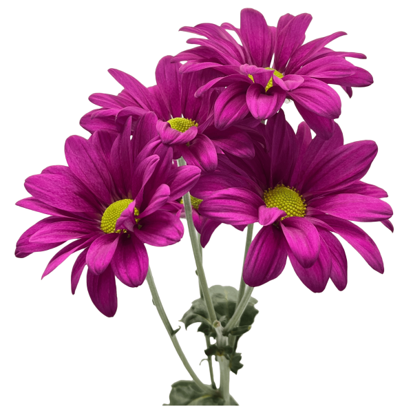 Morado