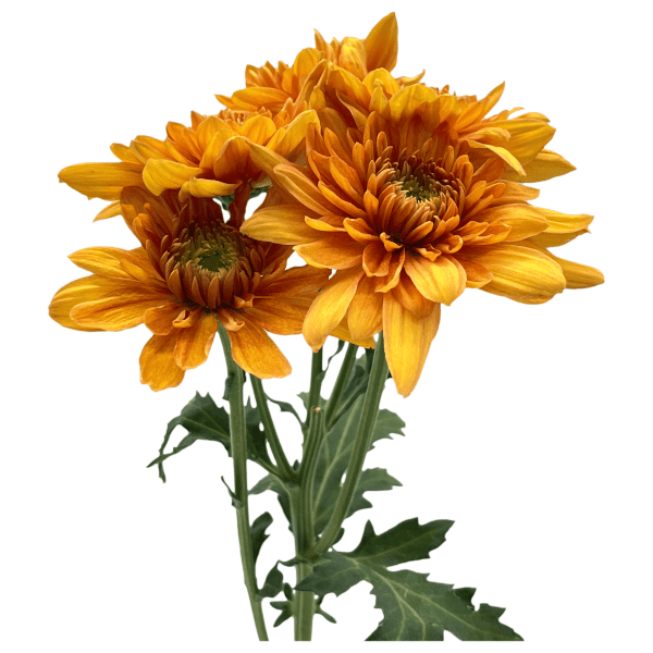 Naranja