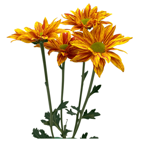 Bicolor