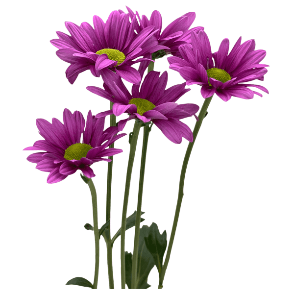 Morado