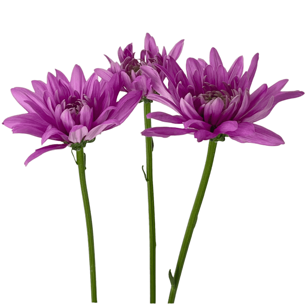 Morado