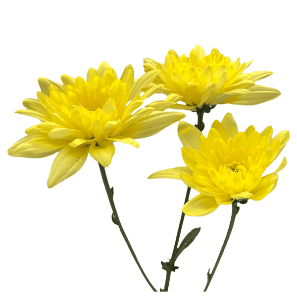 Amarillo