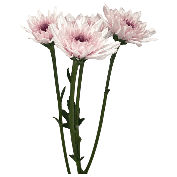 Bicolor
