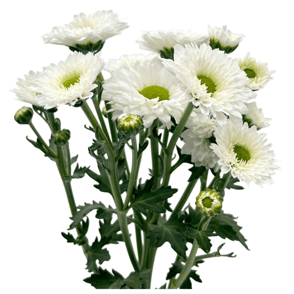 Blanco