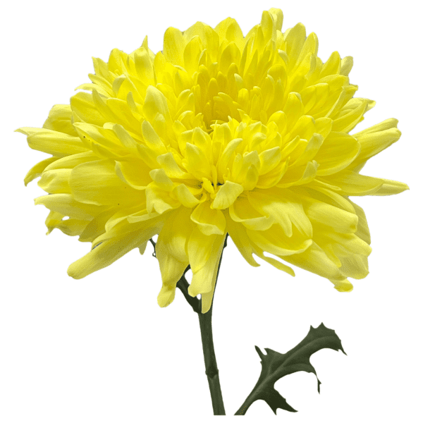 Amarillo