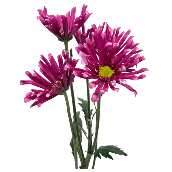 Morado