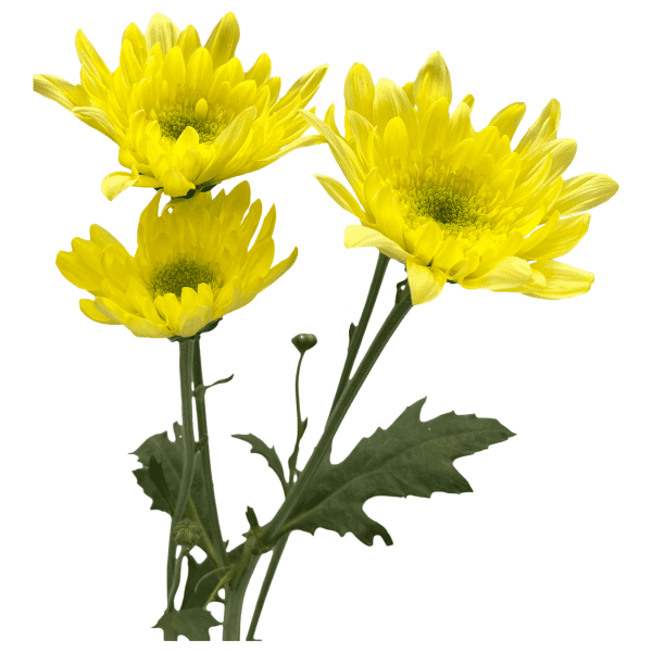 Amarillo