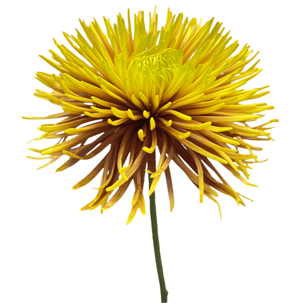 Bicolor