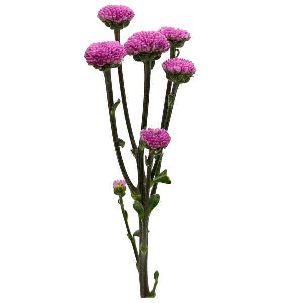 Morado