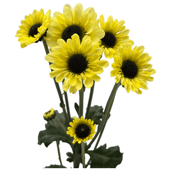 Amarillo